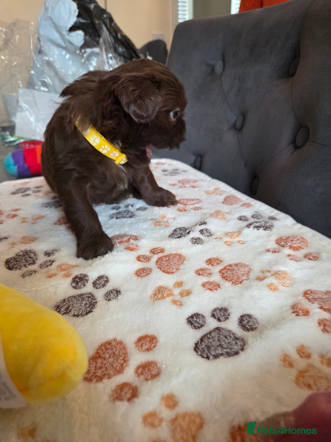 Shih Tzu dogs for sale: Shih Tzu Puppies For Sale  - Advert 31