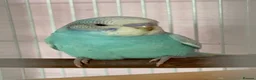Budgerigars birds for sale: Hand Reared Light Blue Beautiful Budgie - Advert 5