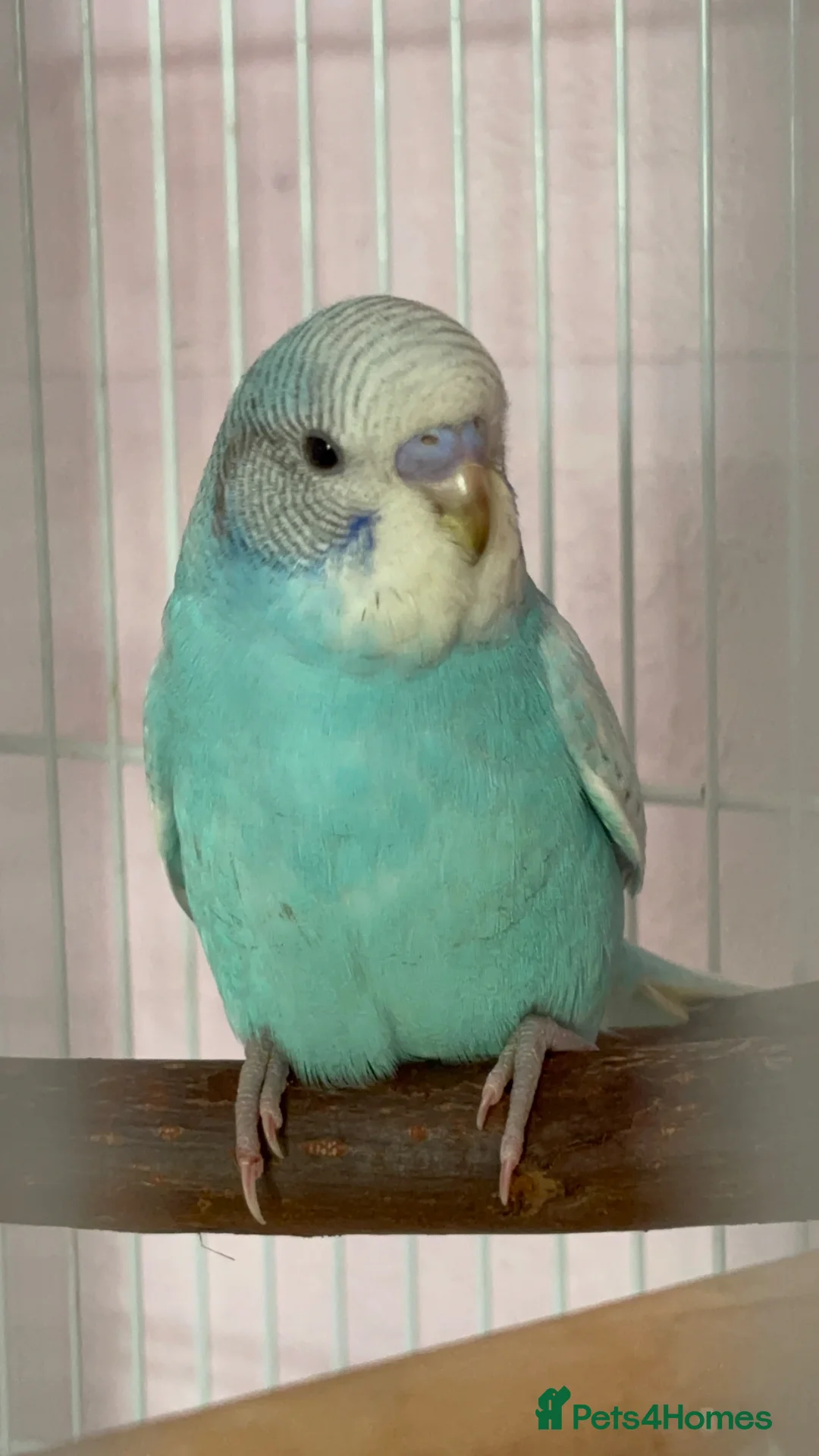 Budgerigars birds for sale: Hand Reared Light Blue Beautiful Budgie - Advert 5