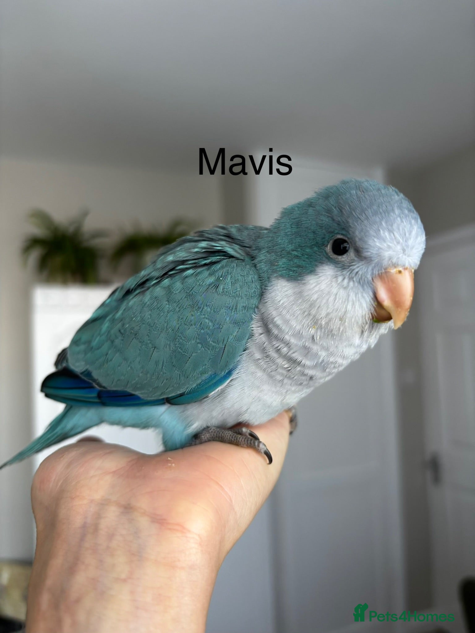 Parrots birds Silly tame Quaker babies - Advert 8