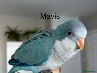 Parrots birds Silly tame Quaker babies - Advert 6