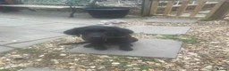 Labrador Retriever dogs for sale: Gorgeous 4month old black lab - Advert 4