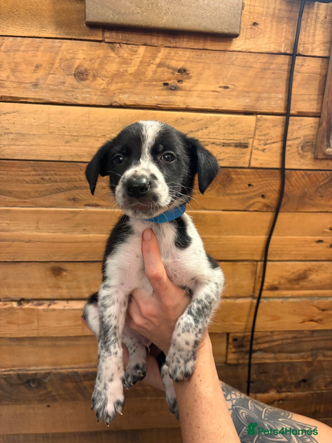 Mixed Breed dogs for sale: Staff/lab/collie pups  - Advert 4