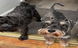 Miniature Schnauzer dogs for sale: Cutest KC Miniature Schnauzers - 3 boys/2 girls - Image 5