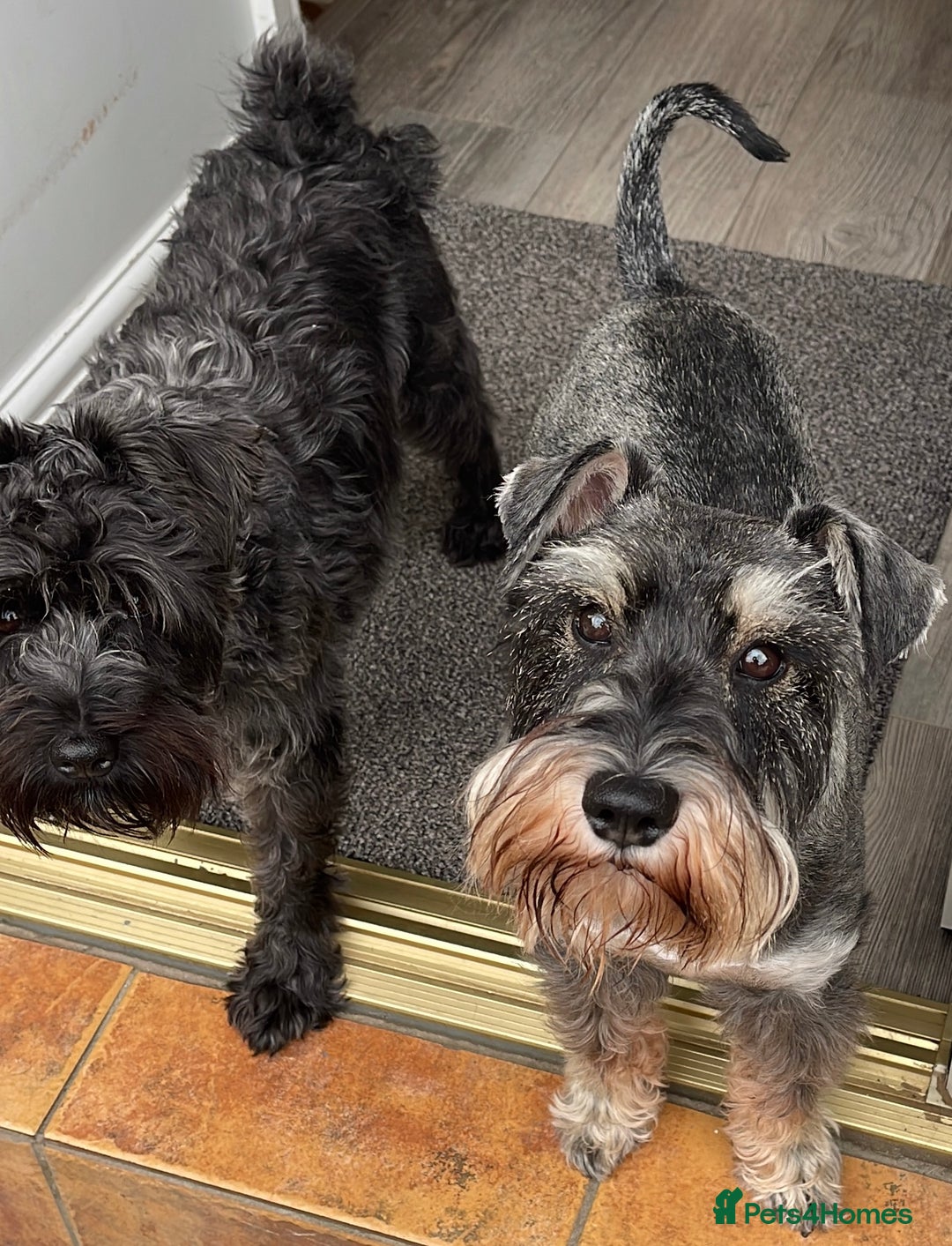 Miniature Schnauzer dogs for sale: Cutest KC Miniature Schnauzers - 3 boys/2 girls - Image 5