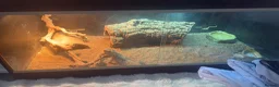 Bearded Dragon reptiles for sale: x2 male beared dragons  in Newcastle - Advert 14