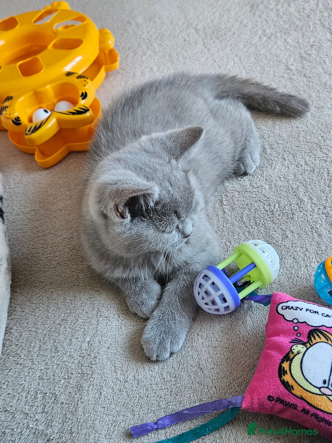 British Shorthair cats for sale: British shorthair kittens  - Advert 2