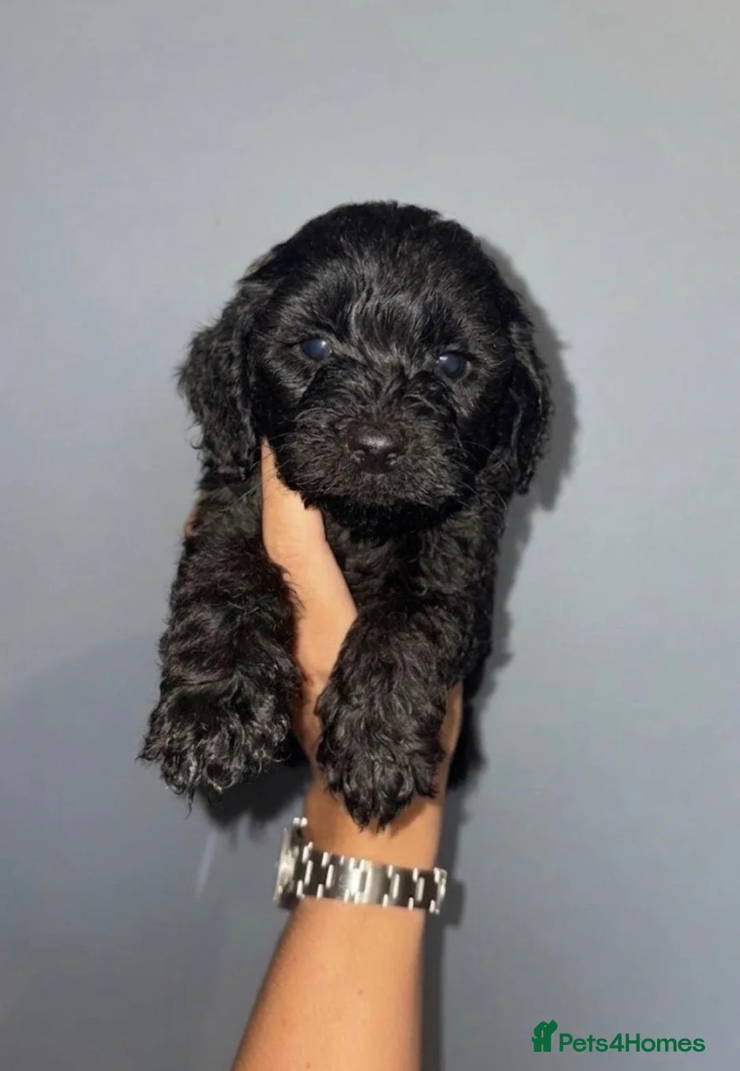 Cockapoo dogs for sale: F1b cockapoo puppies ready in 2 weeks - Advert 2