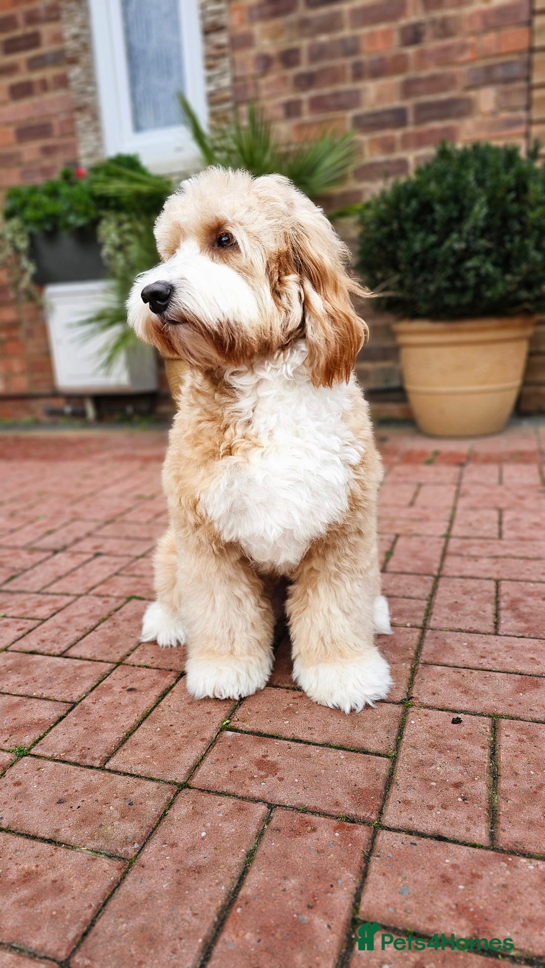 Labradoodle dogs for stud: STUNNING AUSTRALIAN LABRADOODLES HIP 0/0 ELBOW 0/0 - Advert 18