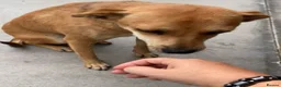 Mixed Breed dogs for adoption: Tansy, 2-4 yrs old. Available for adoption. - Advert 6