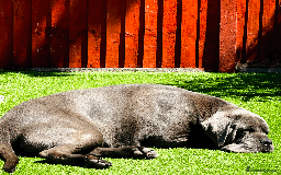 Cane Corso dogs for stud: MAXIMUS - STUD AVAILABLE  - Image 4