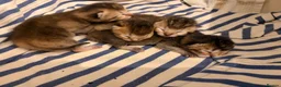 Scottish Fold cats for sale: Scottish Fold X Kittens  in Forest Row - Advert 4