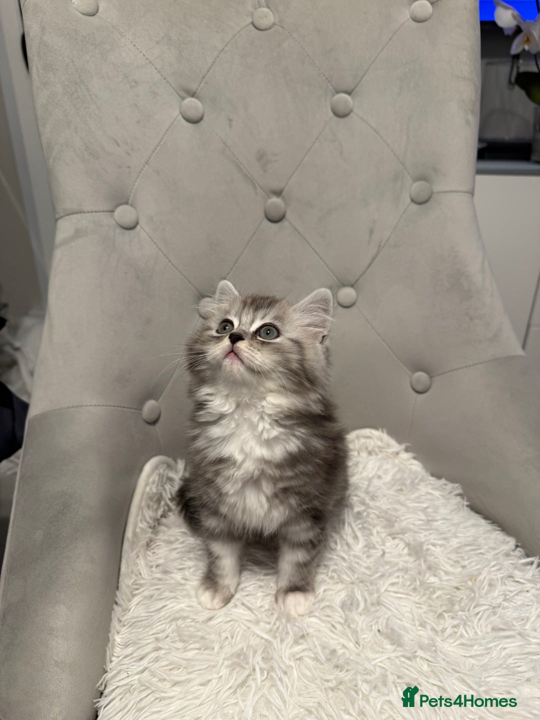 Persian cats for sale: persian x ragdoll kittiens - Advert 8