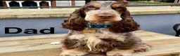 Cocker Spaniel dogs for sale: Show cocker spaniel pups extensively health tested - Advert 7