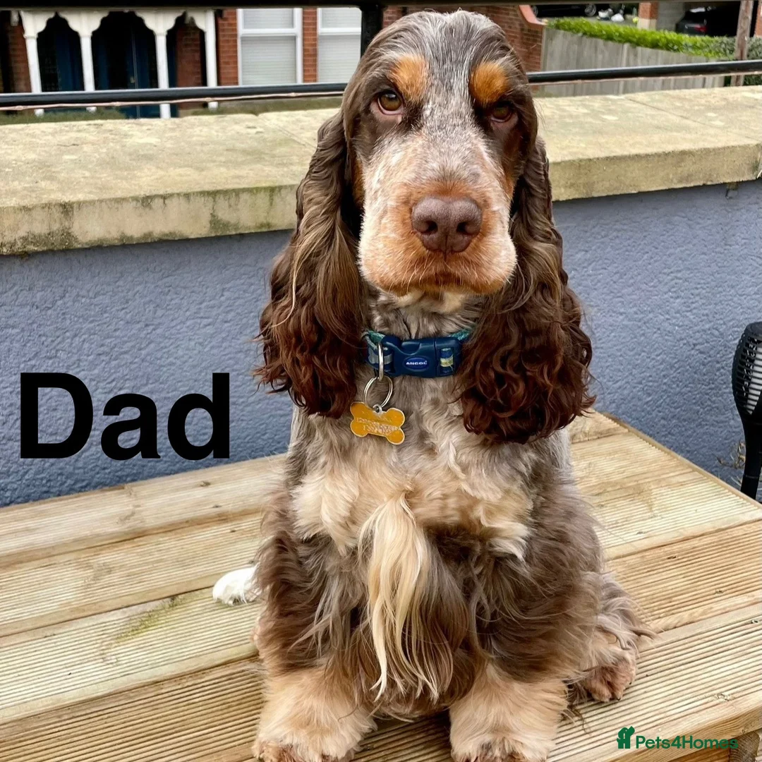 Cocker Spaniel dogs for sale: Show cocker spaniel pups extensively health tested - Advert 7