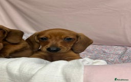 Dachshund dogs for sale: Gorgeous dachshund puppies  - Image 9