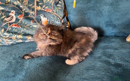 Persian cats for sale: Beautiful Persian Brother & 2 Sisters Available  - Image 17