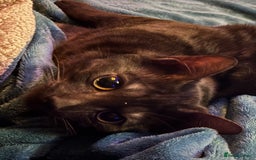 Bengal cats for sale: 2 Bengals Boy Brothers 11 Months Old - Advert 25