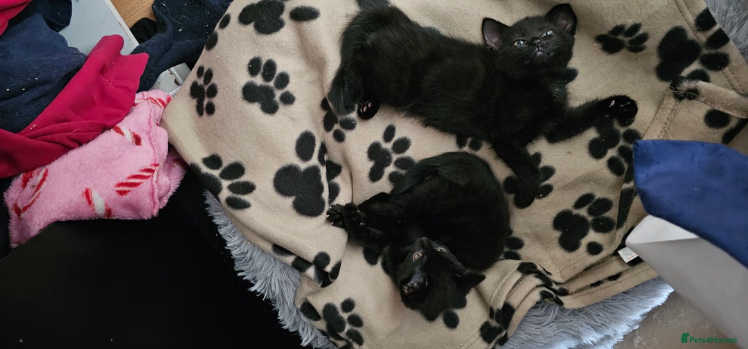 Mixed Breed cats for sale: 3 kittens and mum  - Image 3