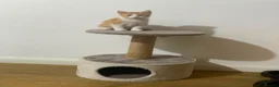 Mixed Breed cats for sale: Ginger Cat - Advert 3