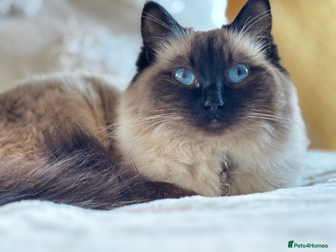 Ragcoon cats for sale: Ragcoon Kittens - Image 7