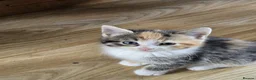 Domestic Shorthair cats for sale: Kittens looking for lovely new home. - Advert 19