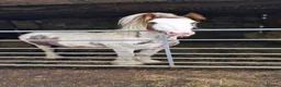 Irish Cob horses for sale: Beautifully marked red and white 4yo gelding - Advert 3