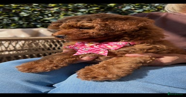 Cavapoo dogs - Advert 16