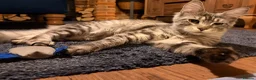 Maine Coon cats for sale: Majestic Silver Tabby Maine Coon  in Aylesbury - Advert 1