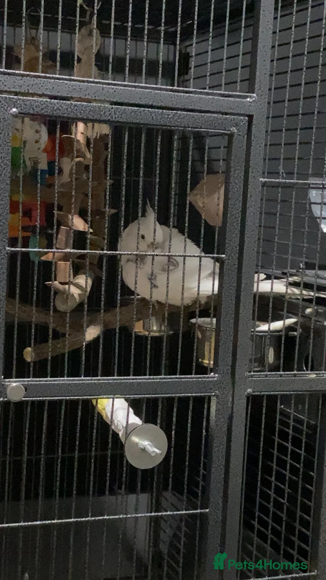 Cockatiels birds for sale: Female cockatiel - Advert 2