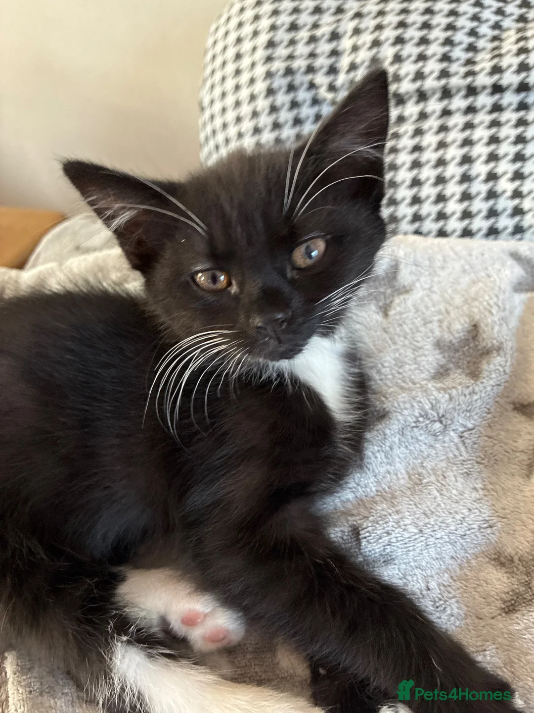 Mixed Breed cats for sale: Twin kittens available in Bedworth - Advert 2