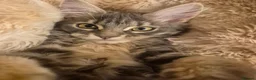 Maine Coon cats for sale:  Final 2 Majestic Maine coons - Advert 3