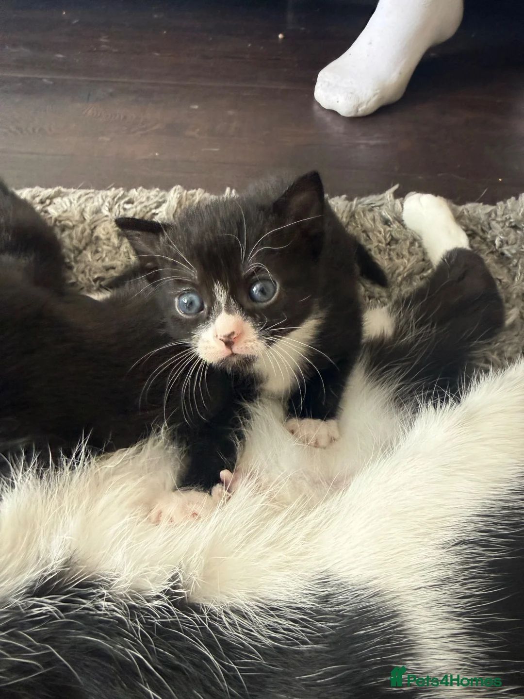 Mixed Breed cats for sale: White & Black Kittens - Advert 5
