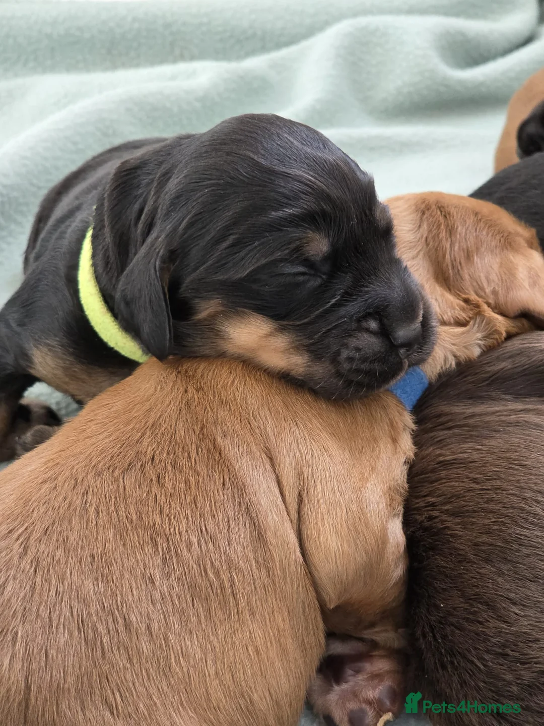 Cocker Spaniel dogs for sale: Exceptional KC Cocker Spaniel Pups - Advert 22