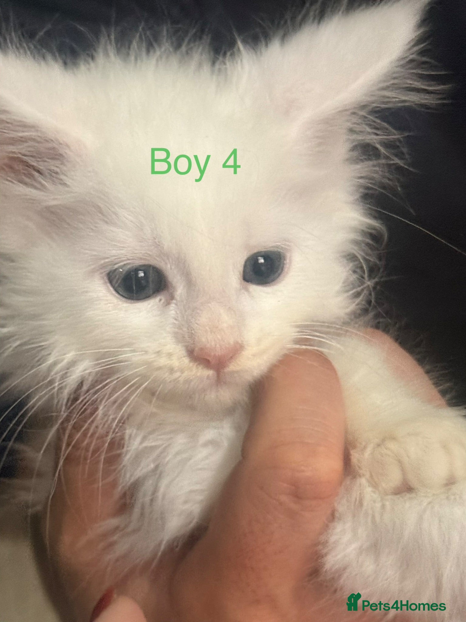 Maine Coon cats Stunning Pure bred tica registered Mainecoons  - Advert 16