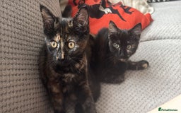 Mixed Breed cats for sale: Kittens/cats available please read description - Image 8