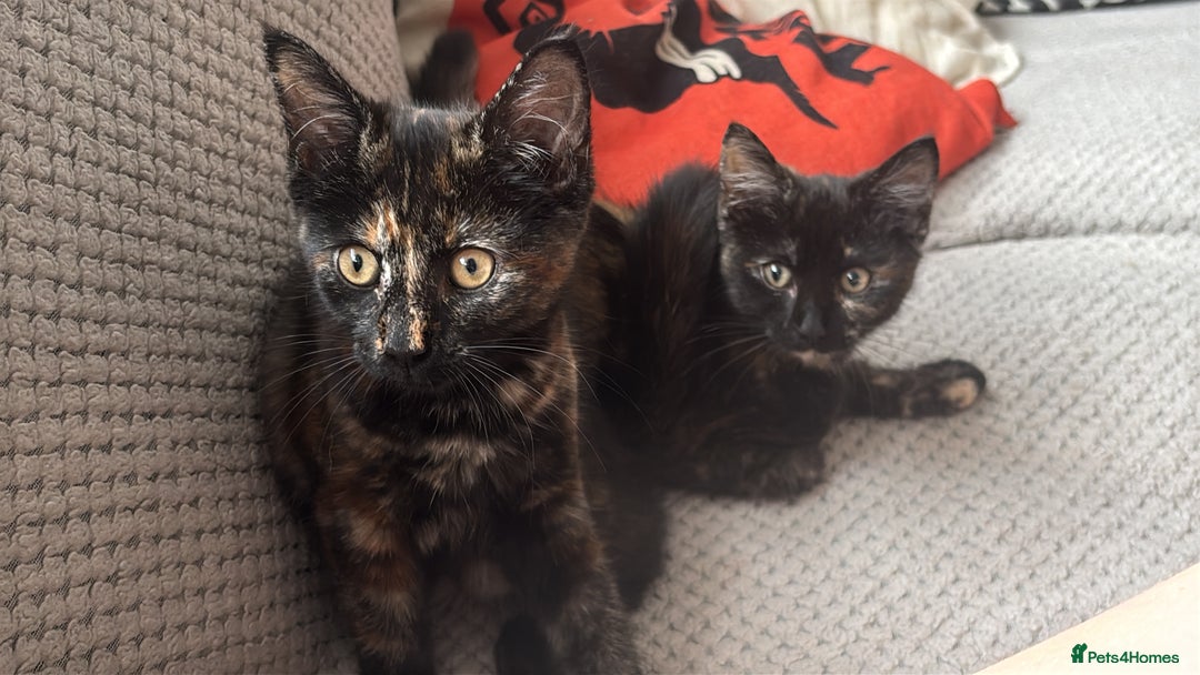 Mixed Breed cats for sale: Kittens/cats available please read description - Image 8