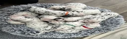 Dalmatian dogs for sale: Beautiful litter of Dalmatian puppies  - Advert 12