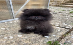 Pomeranian dogs for sale: Gorgeous tiny male Pomeranian puppy - Rocko - Image 4