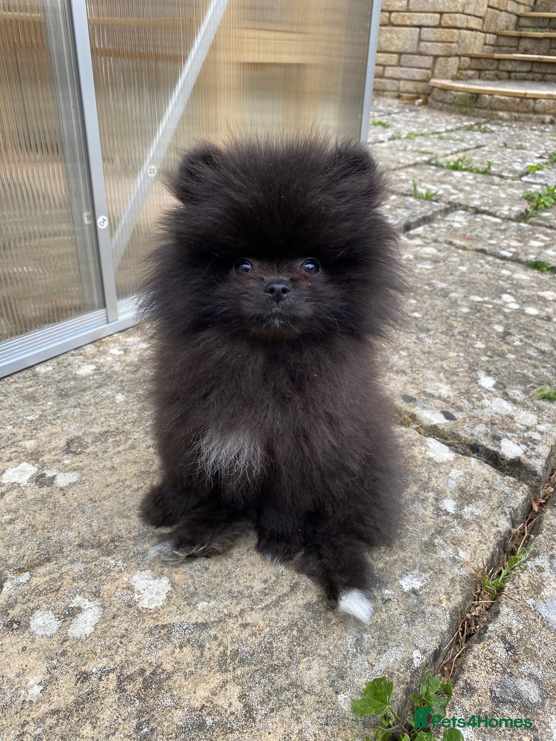 Pomeranian dogs for sale: Gorgeous tiny male Pomeranian puppy - Rocko - Image 4