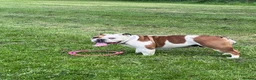 Mixed Breed dogs for sale: English bull dog cross springer  - Advert 1