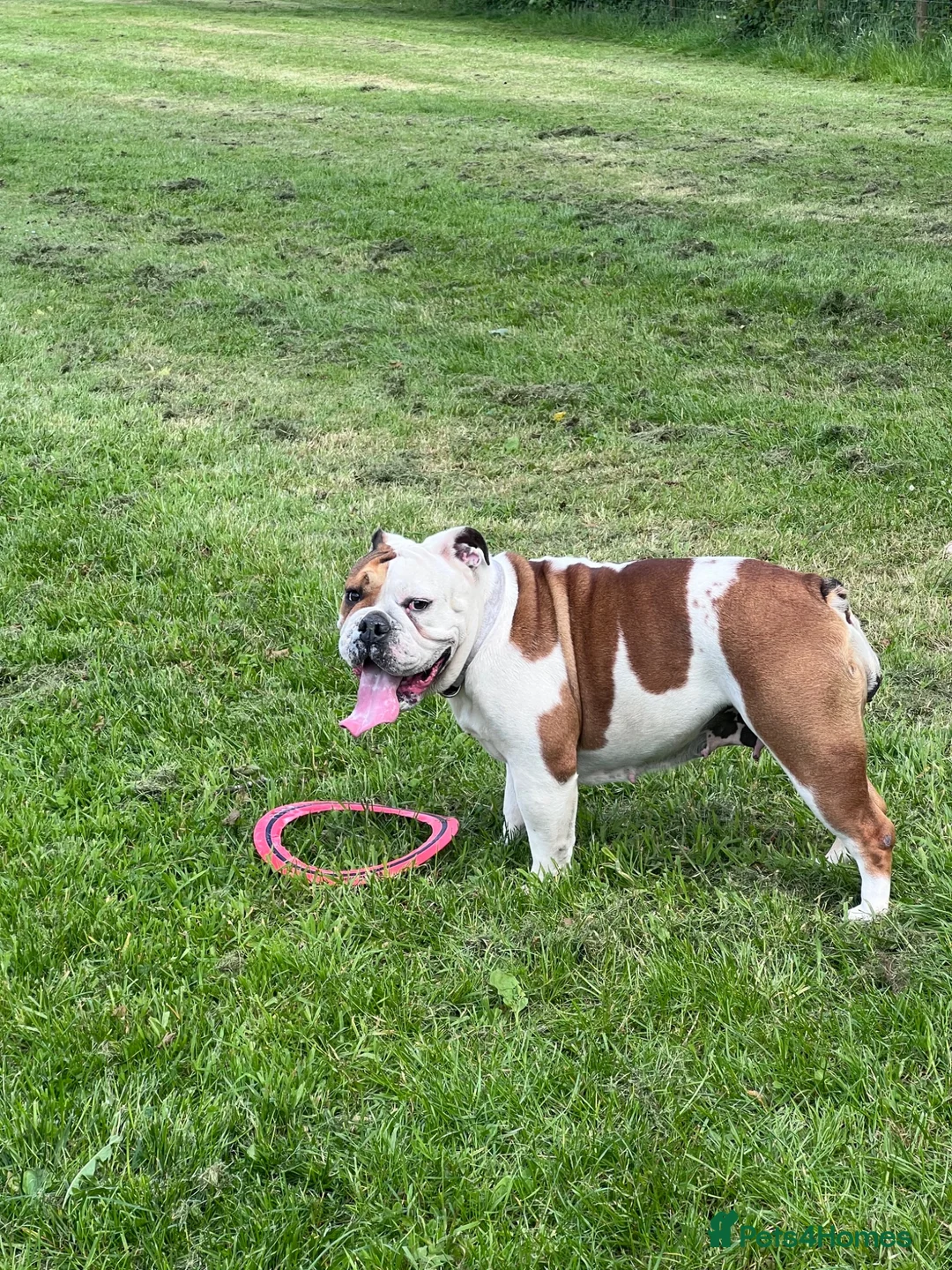 Mixed Breed dogs for sale: English bull dog cross springer  - Advert 1