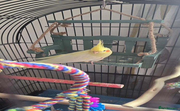 Cockatiels birds - Advert 1