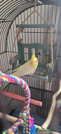 Cockatiels birds - Advert 1