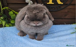 Mini Lop rabbits for sale: 16 months mini lop lilac Doe available  in Retford - Image 5