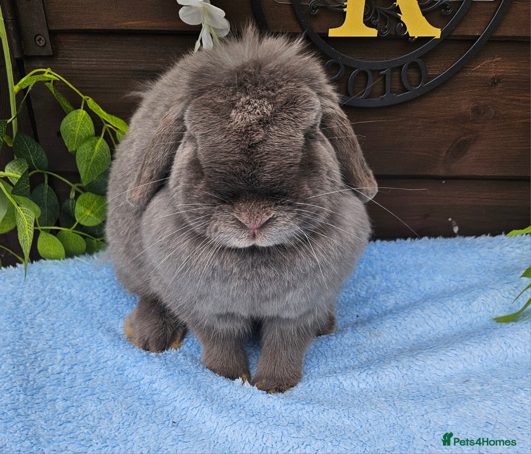 Mini Lop rabbits for sale: 16 months mini lop lilac Doe available  in Retford - Image 5
