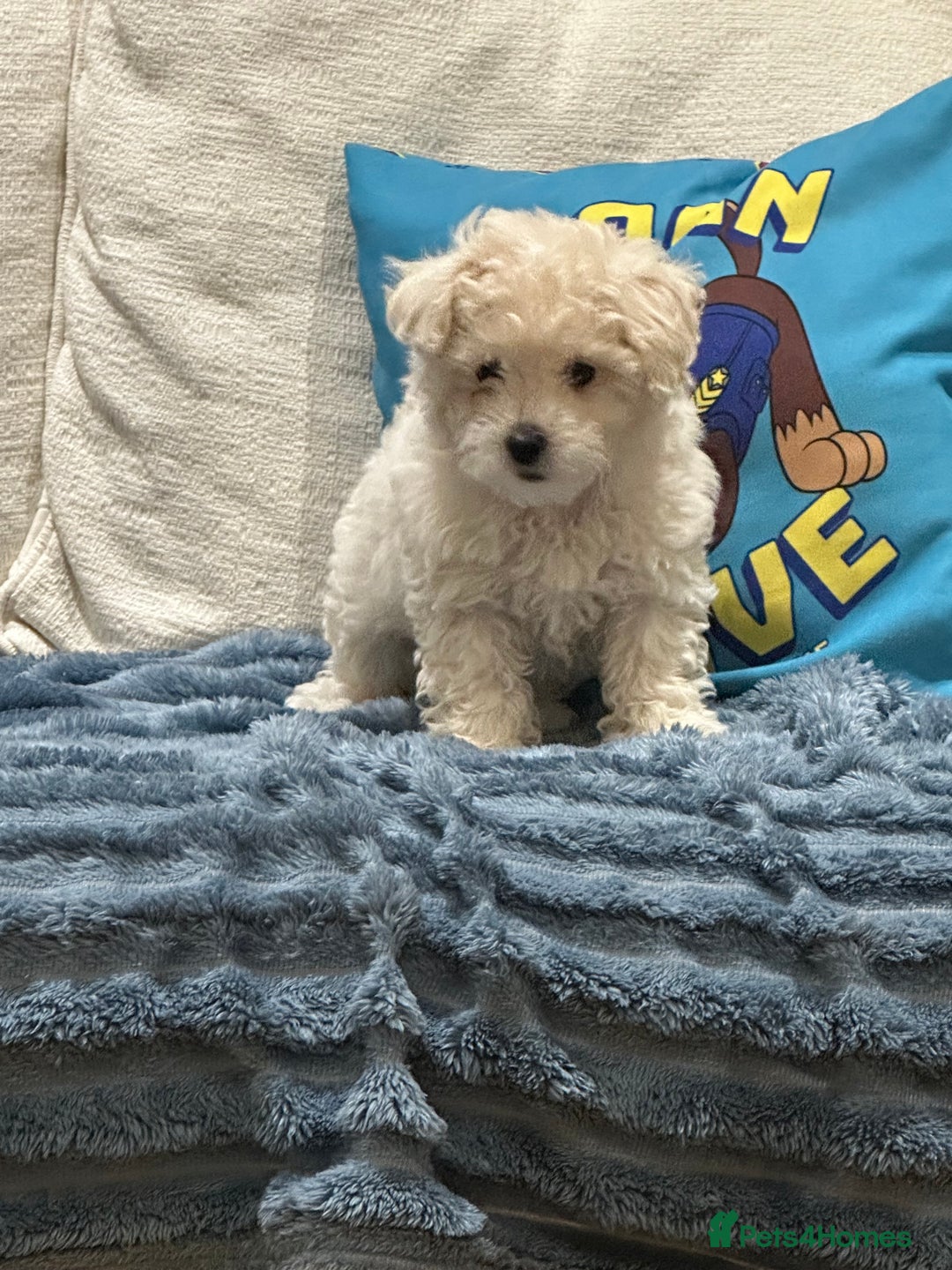 Maltipoo dogs for sale: 8 Week Maltipoo Puppy - Image 6