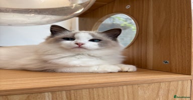 Ragdoll cats 🌟TICA🌟Champion Ragdoll🏆🏆🏆 - Advert 8