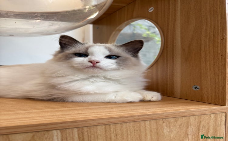 Ragdoll cats for sale - Advert 1