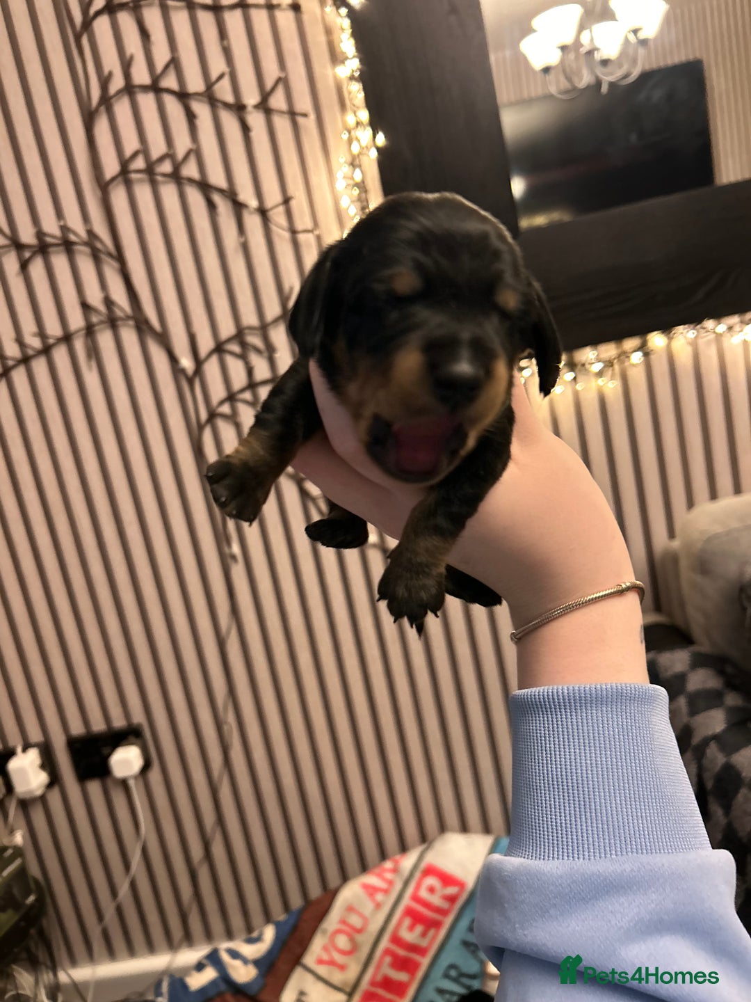 Dachshund dogs for sale: Litter of 8 beautiful dachshund puppies🩵🩷 - Advert 9